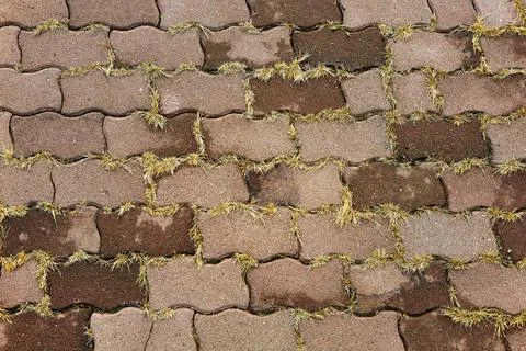 Top view of the grass sprouted between the paving stones Stock Photos