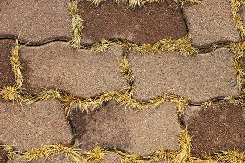 Top view of the grass sprouted between the paving stones Stock Photos