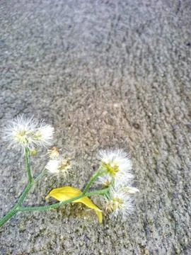 Top view of gray cement texture background with dry white  flower Stock Photos