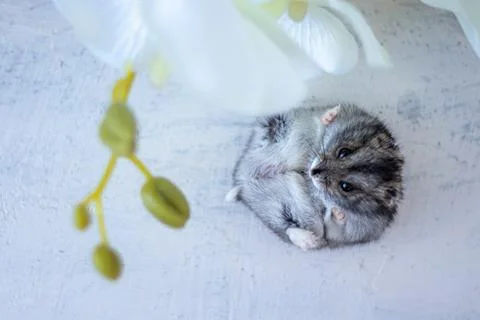 Top view of gray hamster lying next to white orchid. Pets. soft focus Stock Photos