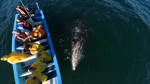 Top view of gray whale surfaced next to tour boat, Mexico Video stock 244922630