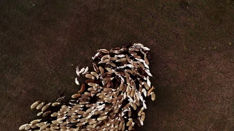 Top view of grazing sheep flock on autumn pasture Stockbeeldmateriaal 165594287