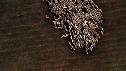 Top view of grazing sheep flock on autumn pasture Stock Footage 165594641