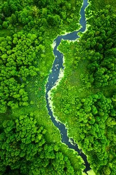 Top view of green algae on river in spring, Poland Stock Photos