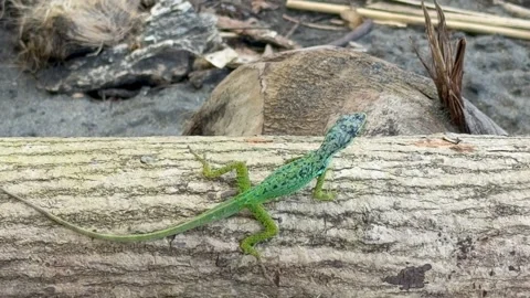 Top view of an green Anolis Evermanni lizard walking on a tree trunk 库存影片 336708539