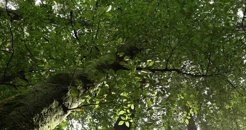 Top view of green beech crown Stock Footage 96451365