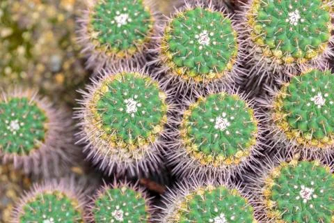 Top view of a  green cactus pattern Stock Photos