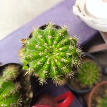 Top view of a green cactus with sharp spines Foto stock
