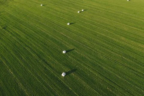 Top view of green cleared field with haystacks. Large green field with round Stock Photos