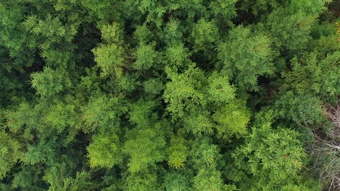 Top view of green conifer trees Vídeos de archivo 119185031