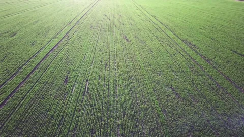 Top view of green crops in spring Stock Footage 168609957