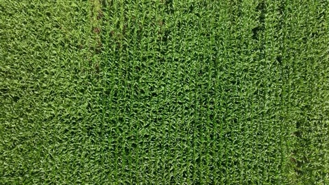 Top View Of Green Field With Crops Growing. aerial shot Video stock 282795113