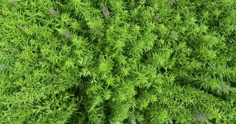 Top view of the green field with flowering willow-herb Stock Footage 80356604