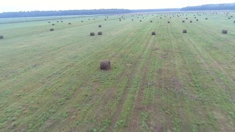 Top view of a green field with twisted haystacks, harvesting in the countryside. Video stock 80280200