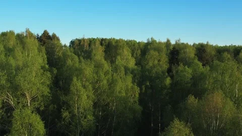 Top view of green fields and forests. A bird flies over a lake in the forest.  Stock Footage 274206138