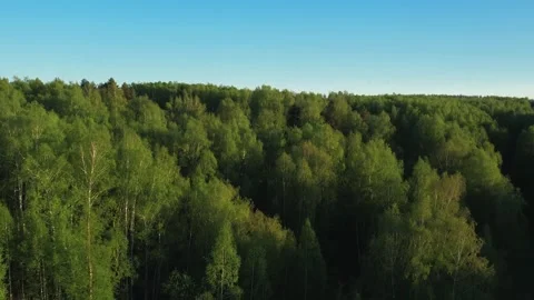 Top view of green fields and forests. A bird flies over a lake in the forest.  Stock Footage 274206160