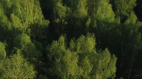 Top view of green fields and forests. A bird flies over a lake in the forest.  Stock Footage 274206229
