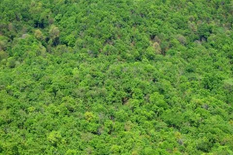 Top View of Green Forest Background. Stock Photos