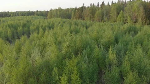 Top view of a green forest, fields and road. Summer landscape 스톡 동영상 121072835