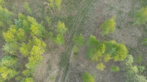 Top view of a green forest, fields and road. Summer landscape Stock-Footage 121073107