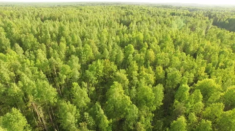 Top view on the green forest Stock Footage 64046161