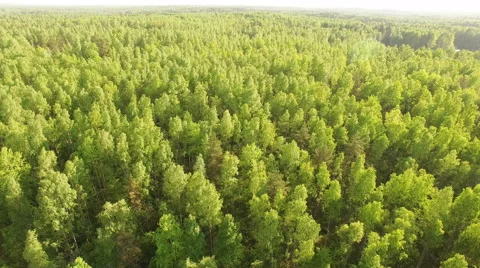 Top view on the green forest Stock Footage 64046223