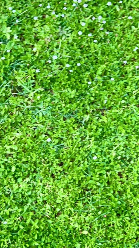 Top view of green grass and small white flowers Video stock 331981936