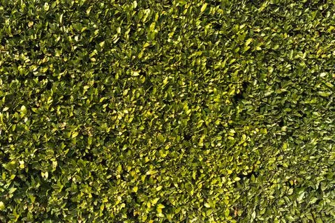 Top view on green grass background. Wall of leaves Stock Photos