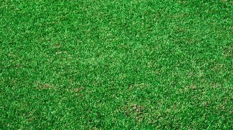 Top view green grass background texture Foto stock