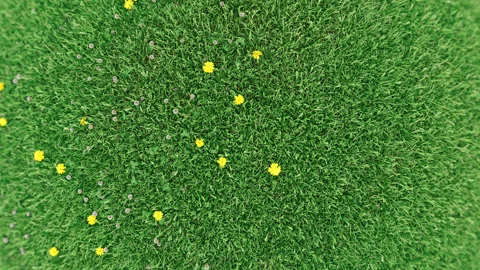 Top View Green Grass with Dandelions Spring Meadow Loop Animation Stock Footage 328639493