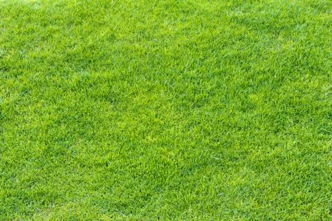 Top view of green grass texture and surface Stock Photos