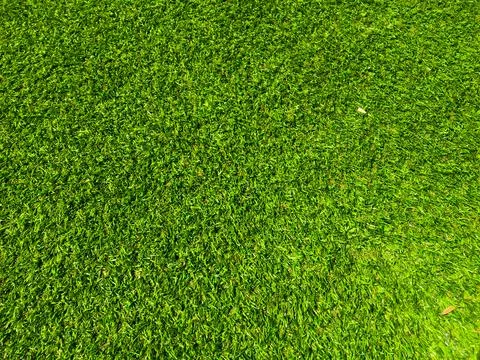 Top view of green grass texture background. Element of design. Foto stock