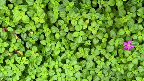 Top view of green leaf bushes with panning shot Stock Footage 287427128