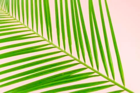 Top view green leaf of palm tree closeup on pink background Stock Photos