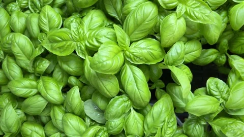 Top view on green leaves of fresh basil plants Stock Footage 280200532