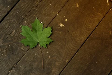 Top view of a green maple leaf lying on wooden boards Stock Photos