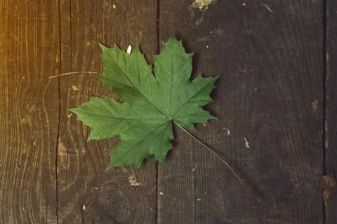 Top view of a green maple leaf lying on wooden boards Stock Photos
