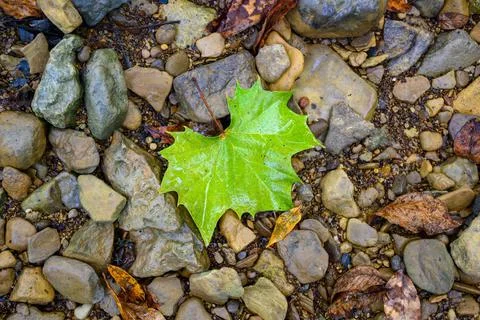 Top view of a green maple leaf surrounded by rocks and stones Stock Photos
