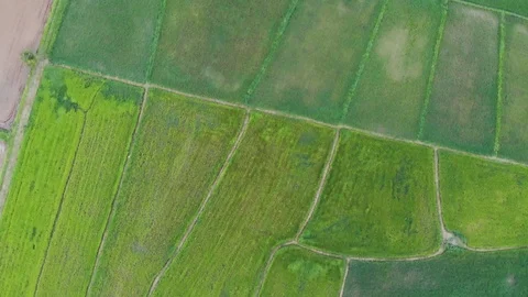 The top view of the green meadow is square. 스톡 동영상 106514164