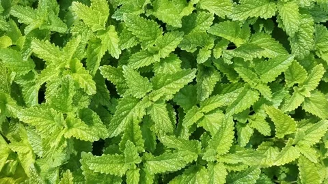 Top view of green peppermint herb at the wind. Concept of freshness, aromatic Stock Footage 205460151