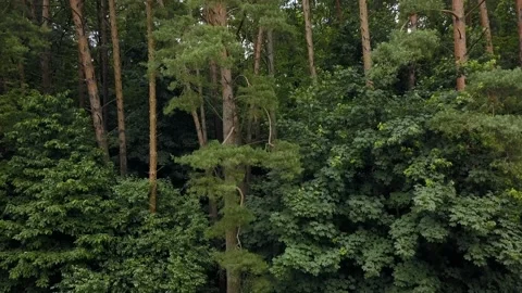 Top view of a green pine forest. Tree trunks Video stock 134789704