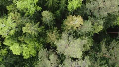 Top view of green pine trees in nature reserves Parks, Europe. Aerial view of 스톡 동영상 280791890