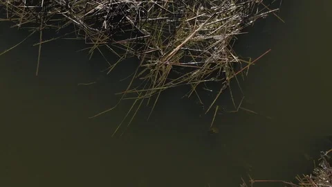 Top view of green pond with old calamus Stock Footage 93131292