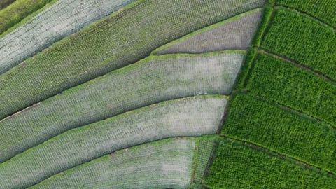 Top view of green rice field farm with thousands of crops planted, Bali Vídeos de archivo 140280899