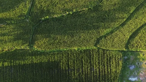 Top view of green rice fields at sunrise in Central Java, Indonesia. Vídeos de archivo 341373181