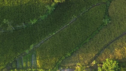 Top view of green rice fields at sunrise in Central Java, Indonesia. Stock Footage 341374152