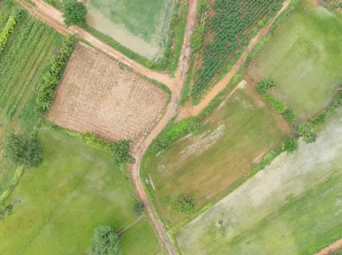Top view of green rice paddies and cassava fields divided by dirt roads dur.. Stock Photos