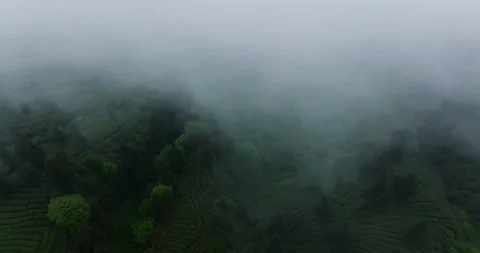 Top view of green tea mountain in the mist at Sichuan China Stock Footage 172529168
