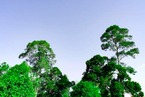 Top view of green tree with clear blue sky with copy space for create your te Stock Photos