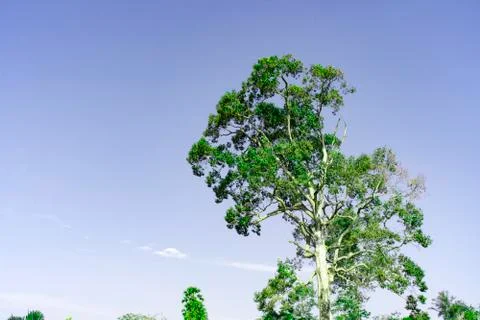 Top view of green tree with clear blue sky with copy space for create your te Stock Photos